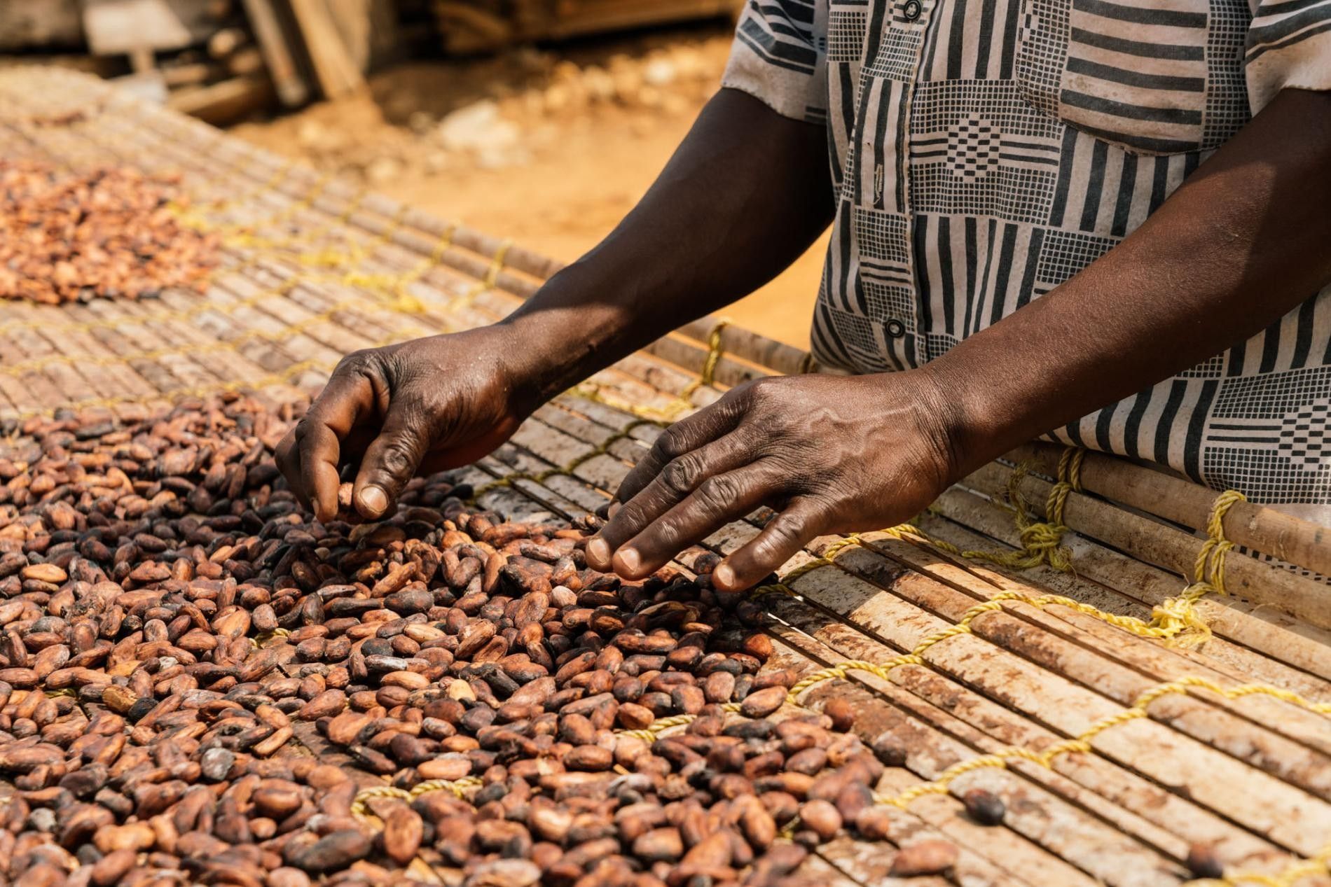 ghana-agricultura-cacao