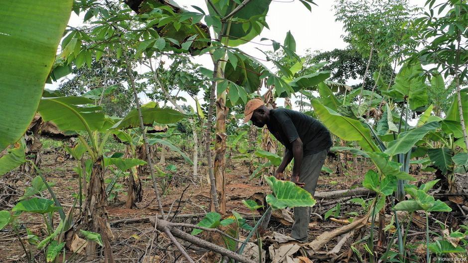 ghana-agricultura-cacao