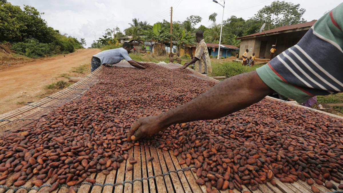 ghana-agricultura-cacao