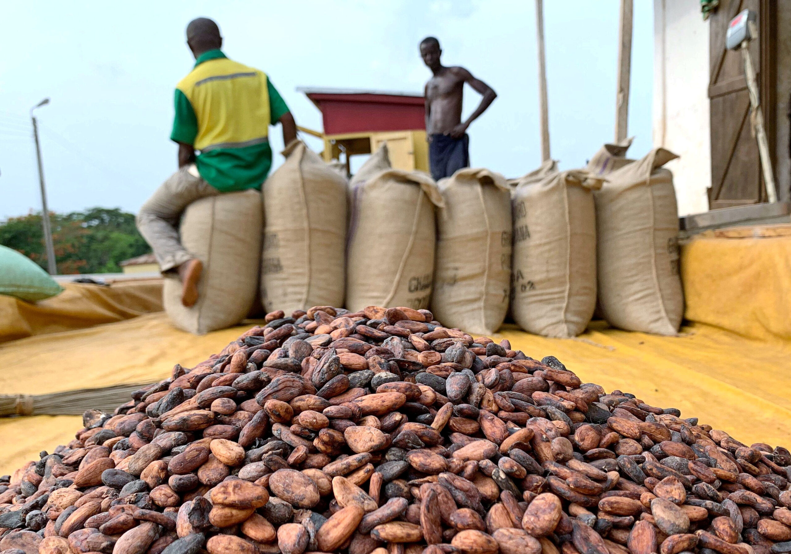 ghana-agricultura-cacao